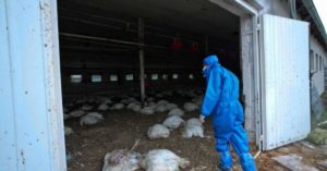 Doctora de Ciencias Médicas y microbiología, Laurie Ann Ximénez: «La nueva cepa de la influenza aviar H10N3 solo será alarmante si se transmite entre los seres humanos»