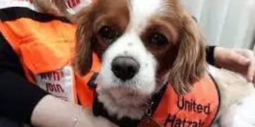 Lucy y Champlain Towers