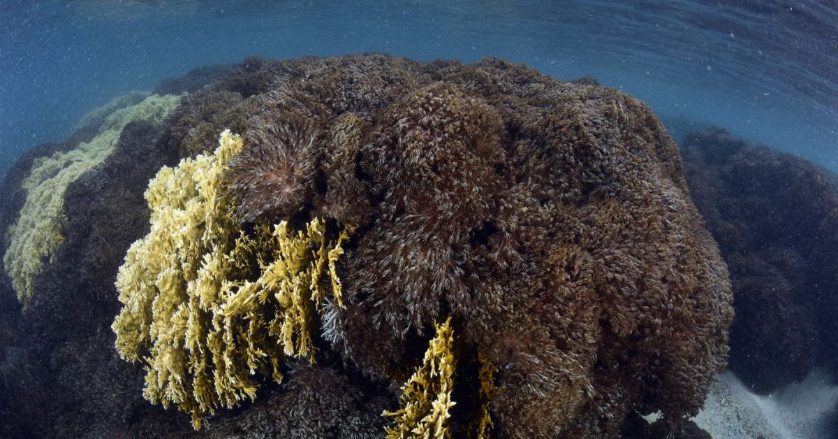 Unomia: El coral que está destruyendo el ecosistema y la biodiversidad en el Parque Nacional Mochima